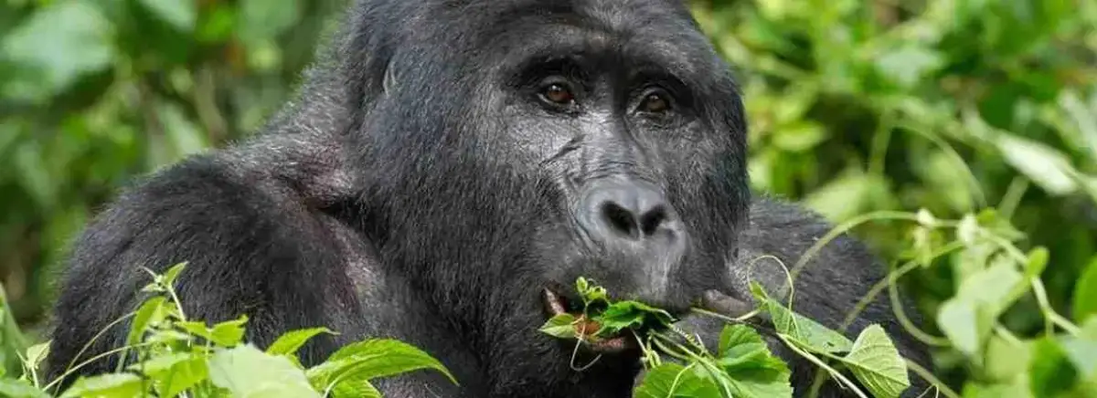 gorilla-trekking-uganda-bwindi gorilla-trekking-uganda-bwindi