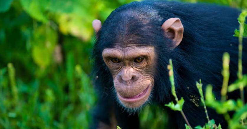 Chimpanzee trekking