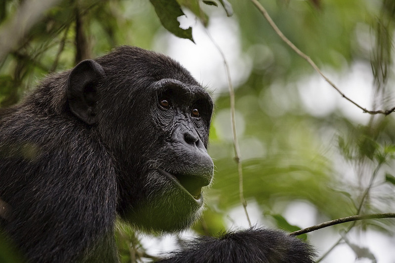 Chimpanzee Trekking Uganda