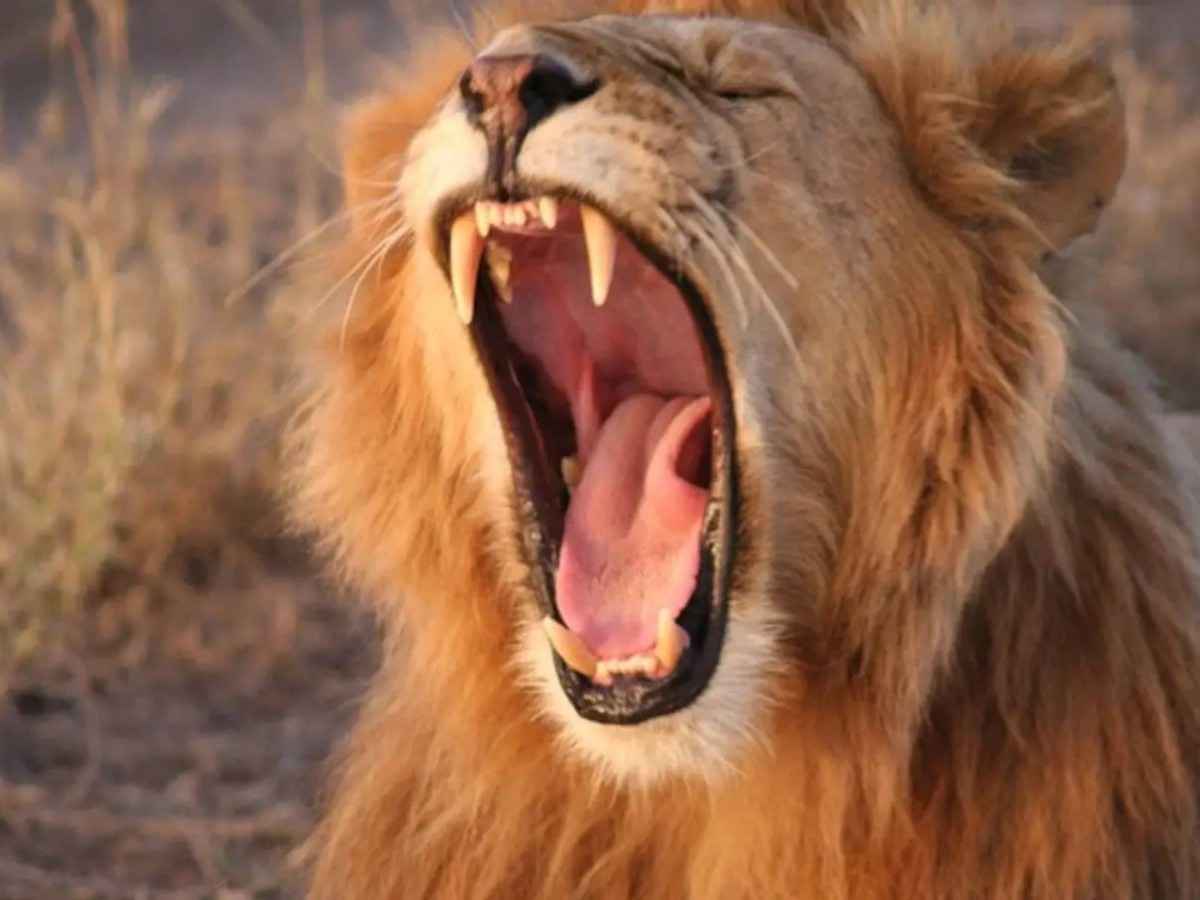 5 Day Kenya Game Safari
