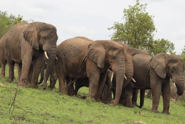 Uganda Safari Holidays
