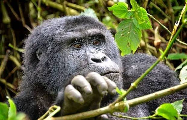 STEP-BY-STEP GUIDE TO BOOKING A GORILLA SAFARI IN UGANDA (2026 COMPLETE GUIDE)
