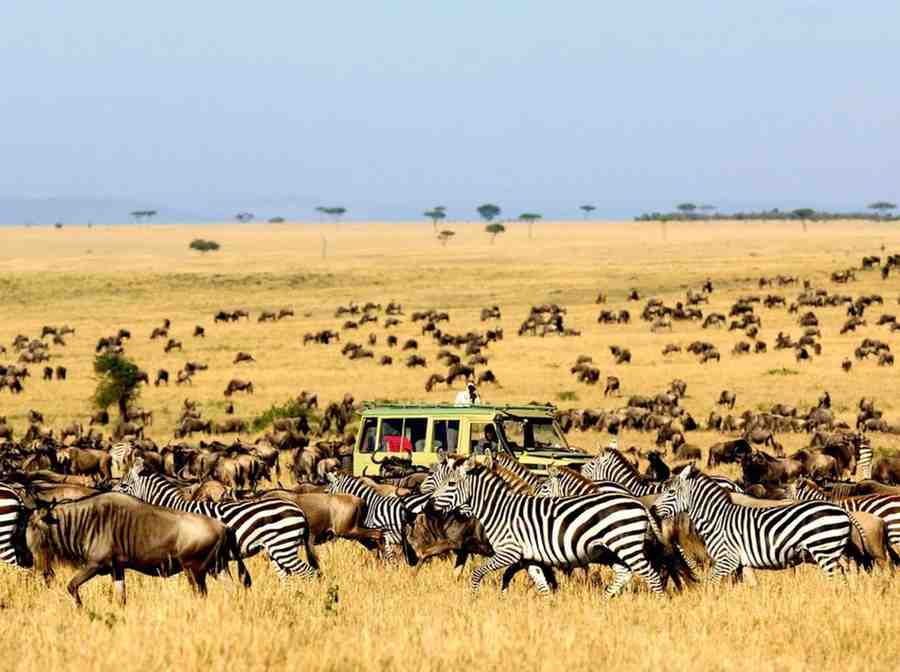 Kenya Safaris