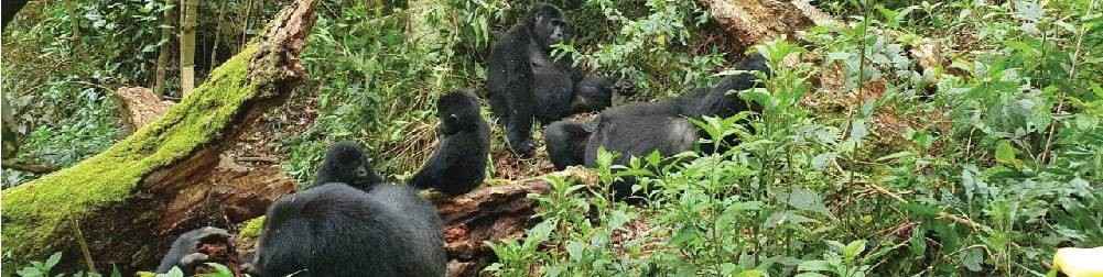 1 day rwanda gorilla Trekking
