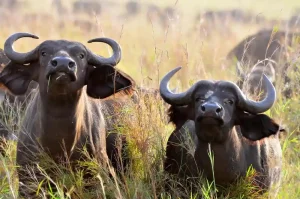 Embark on an unforgettable 3 day masai mara safari  into Kenya’s most iconic wildlife destination — the Masai Mara National Reserve.
