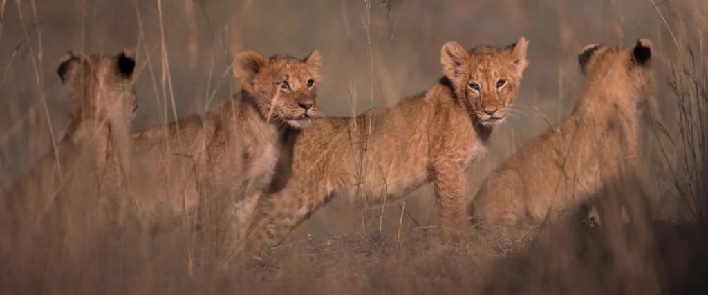 Uganda Safari Tours