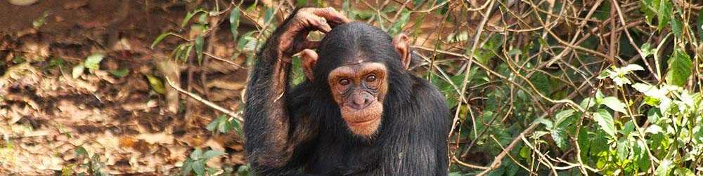 1 Day Ngamba Island Chimpanzee Tour
