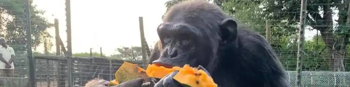 1-day-ngamba-island-chimpanzee-tour