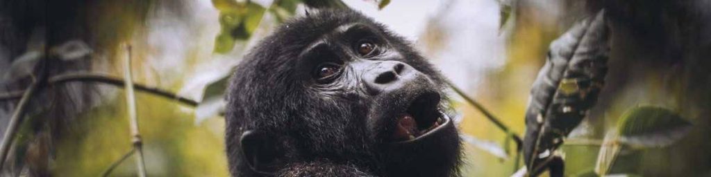 3 Days Bwindi Gorilla Trekking safari in Uganda