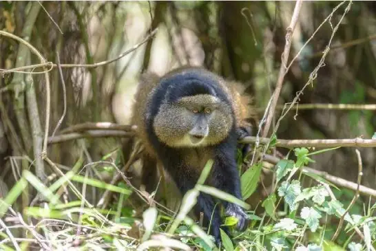 4-Day-Mgahinga-gorilla-and-golden-monkey-experience-safari