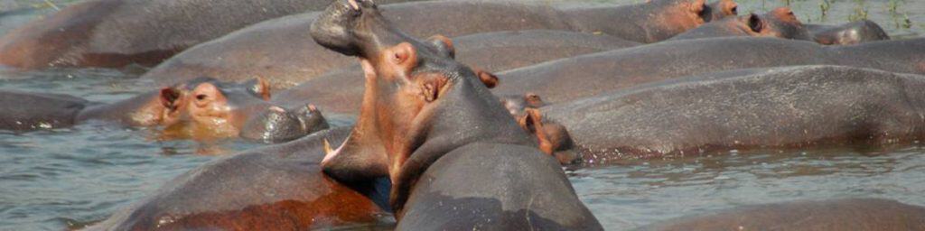 4 Days Murchison Falls Wildlife Safari