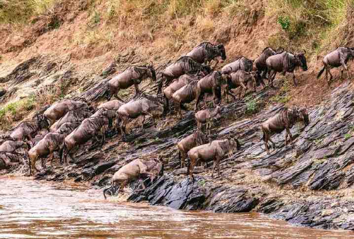 Tanzania Safaris