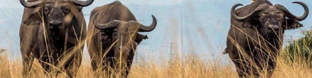 4 days Family Queen Elizabeth National Park Safari