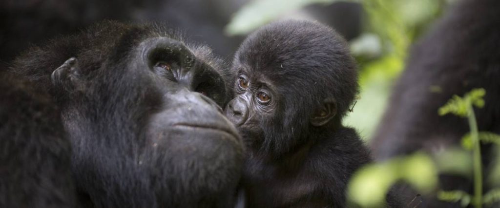 A 3-day luxury gorilla safari in Bwindi Impenetrable National Park