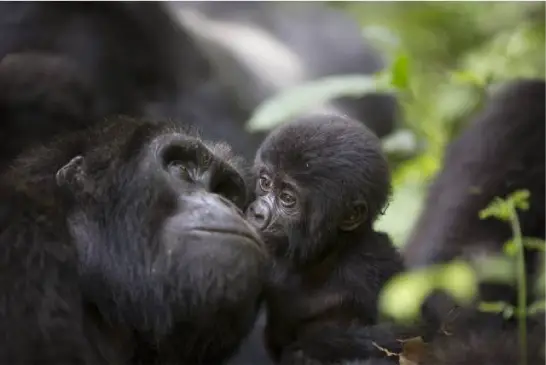 5-Days-Uganda-Gorilla-and-Chimpanzee-Safari