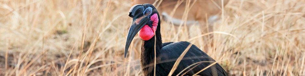 Birding Safari