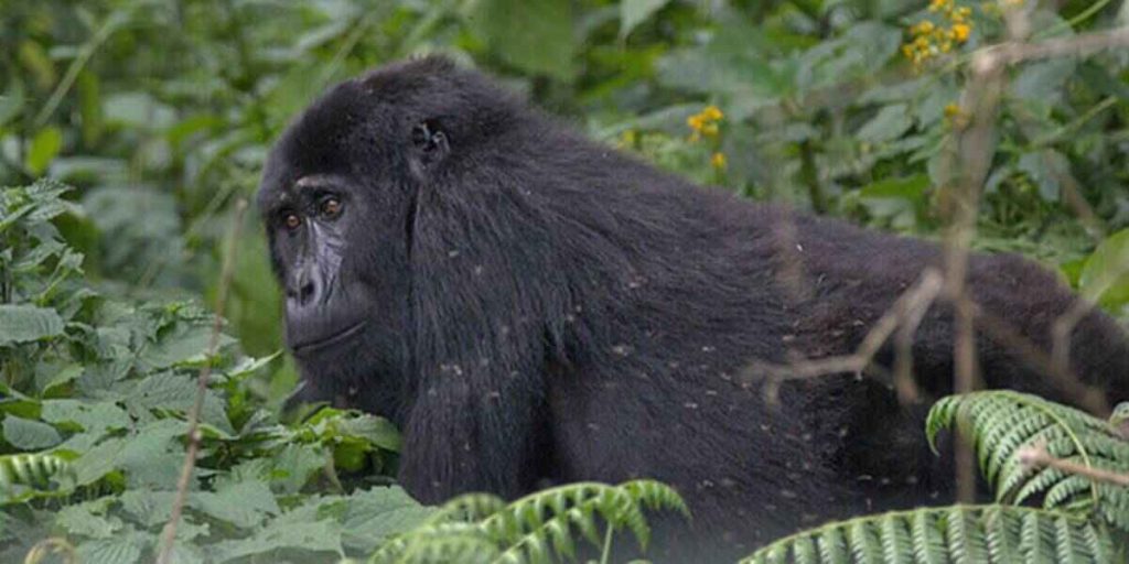 Uganda gorilla trekking permit