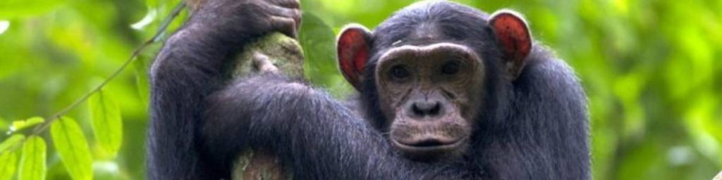 7 Days Uganda Wildlife Safari