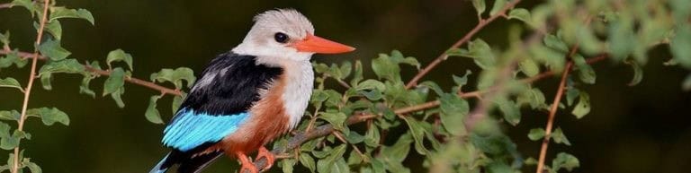 Birding while in the Game drive