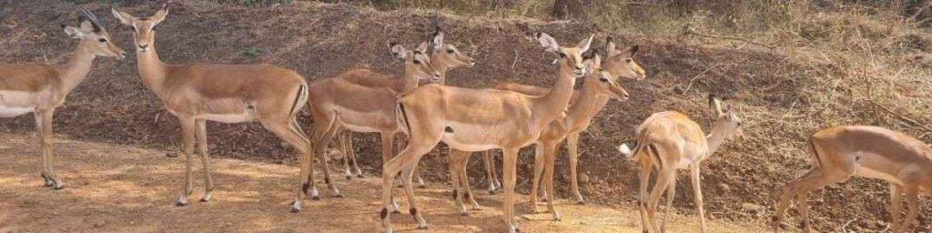 Explore Murchison Falls National Park