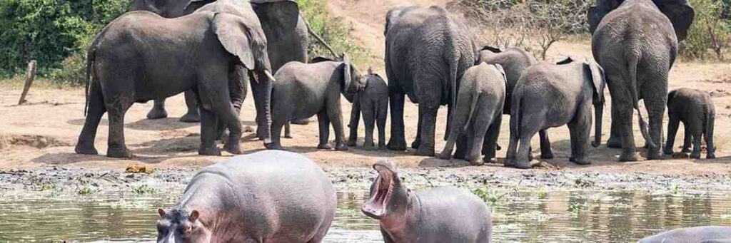 3 Days Queen Elizabeth National Park Wildlife Safari