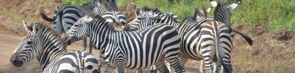Lake Mburo National Park