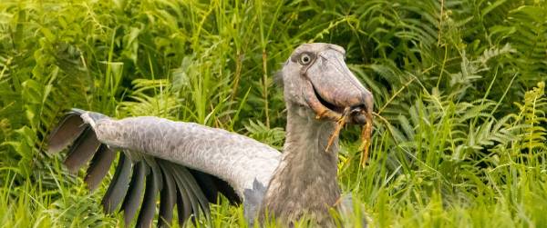 1 Day Shoebill Tracking Experience in Mabamba