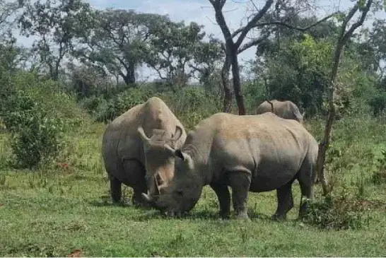 big-five-safaris