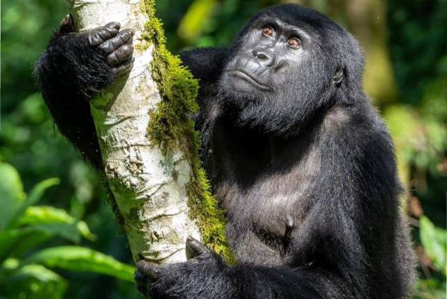 5 Days Gorilla and Chimpanzee Trekking Safari 