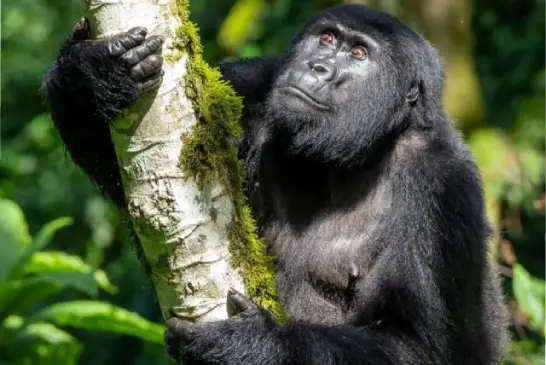 bwindi-gorilla-safaris