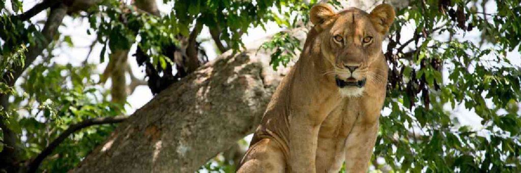 murchison-falls-national-park