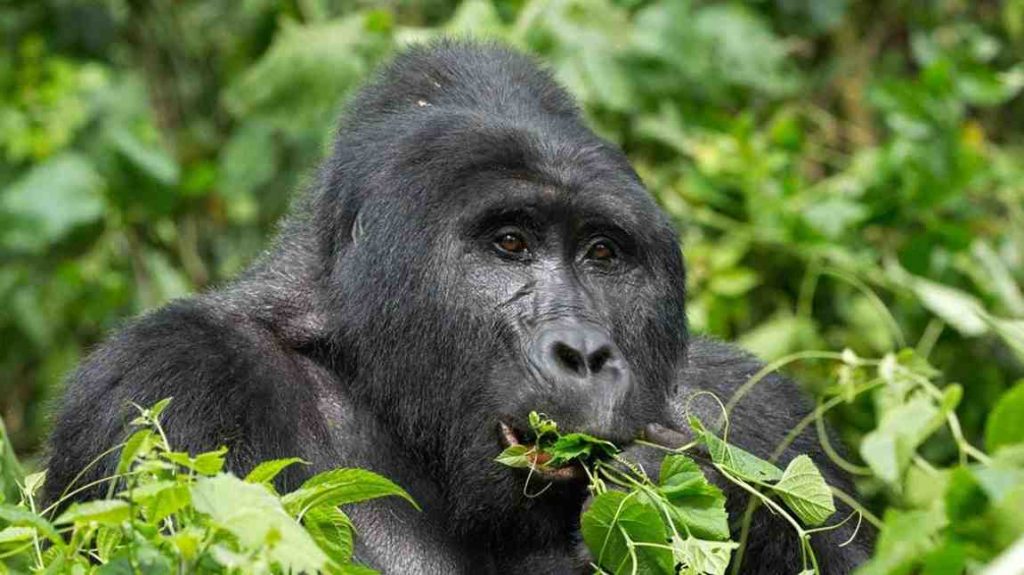 A 3-day luxury gorilla safari in Bwindi Impenetrable National Park is the ultimate Ugandan wildlife experience