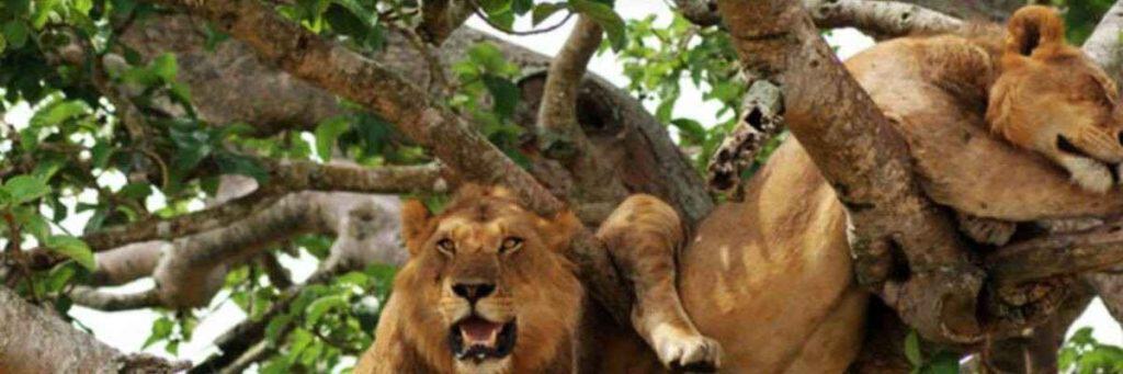 Uganda Wildlife Safari