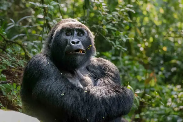 Gorilla-Safaris