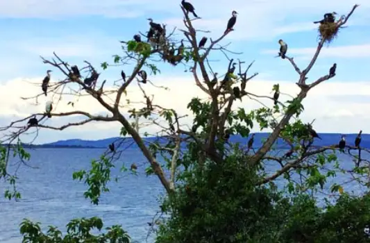 Uganda Safari Packages