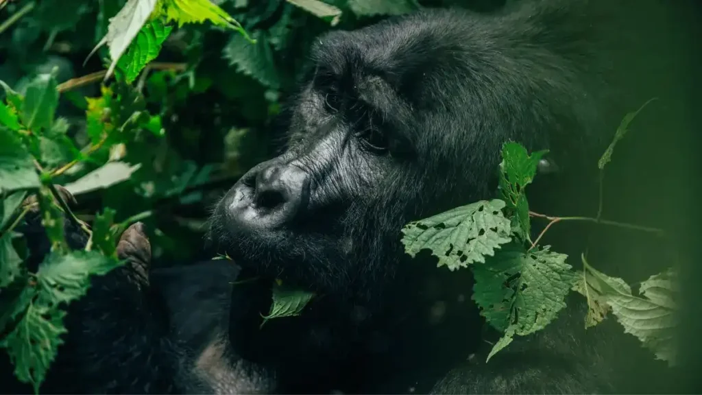 Uganda-gorilla-safaris