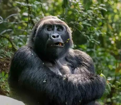 Visitors enjoying a bwindi gorilla trekking tour in Uganda