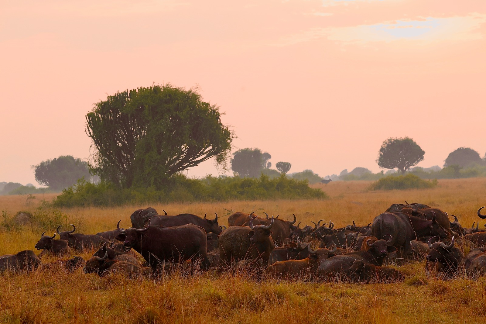 Uganda Cultural Safari