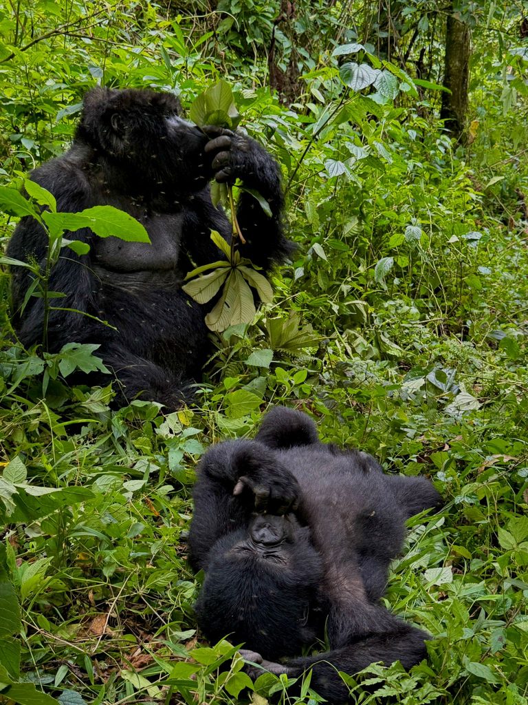 gorilla trekking best time of year