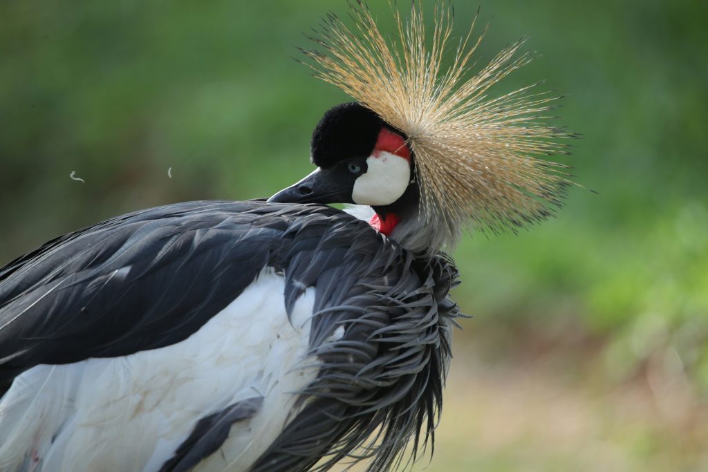 Birding Safaris in Uganda