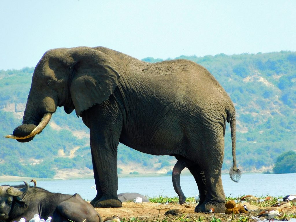 Wildlife Safaris in Uganda